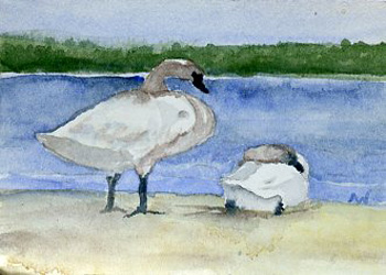 Blue Hills Swans  Audrey J Wilde Wausau WI watercolor